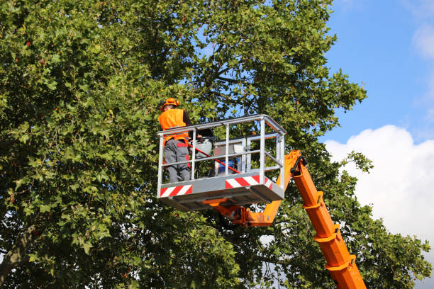 Best Leaf Removal  in Clarksville, TX