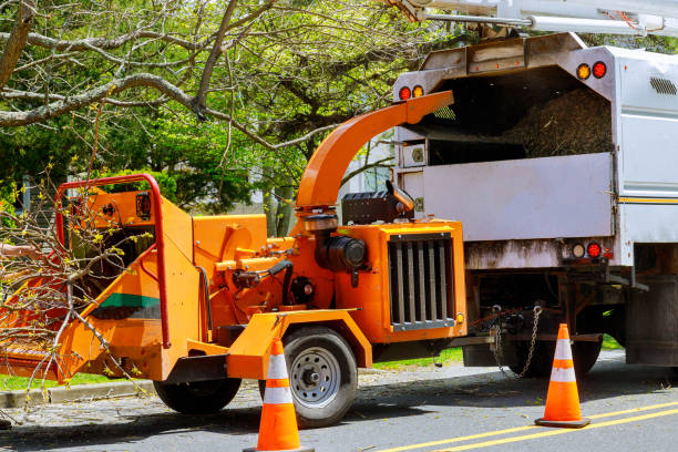 Trusted Clarksville, TX  Tree Services Experts