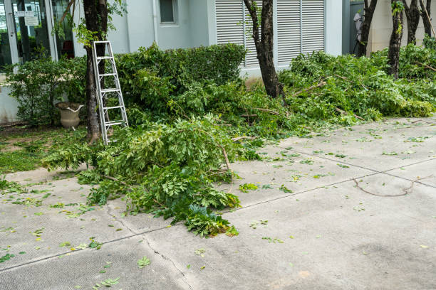 Best Hazardous Tree Removal  in Clarksville, TX